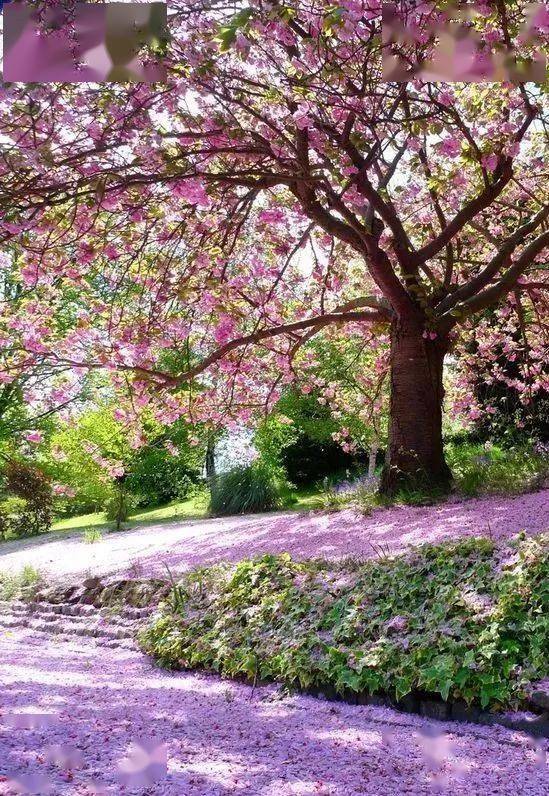 生如夏花,绚丽绽放!