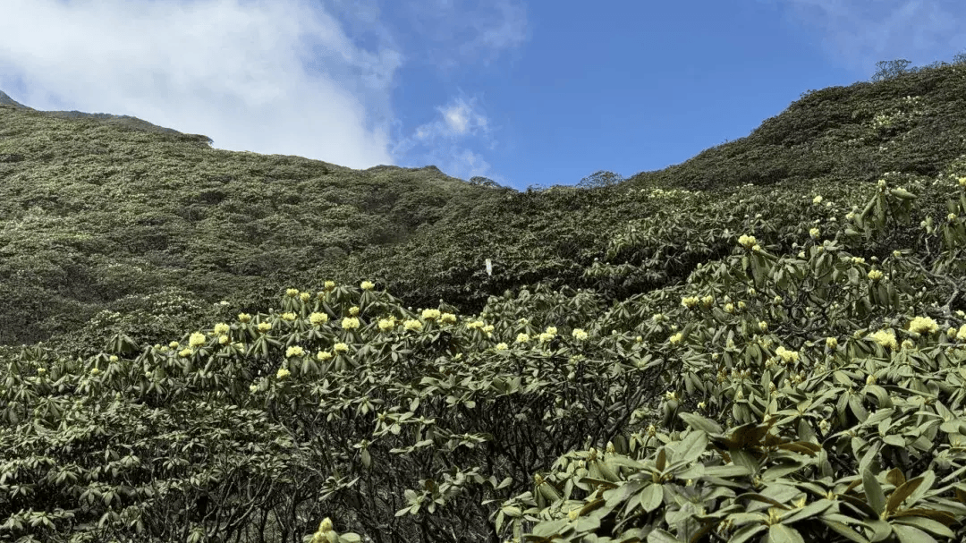 大理苍山洗马潭杜鹃花海"上新"
