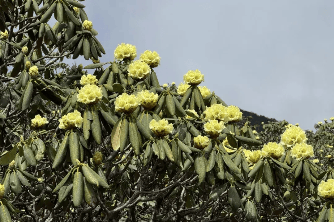 大理苍山洗马潭杜鹃花海"上新"