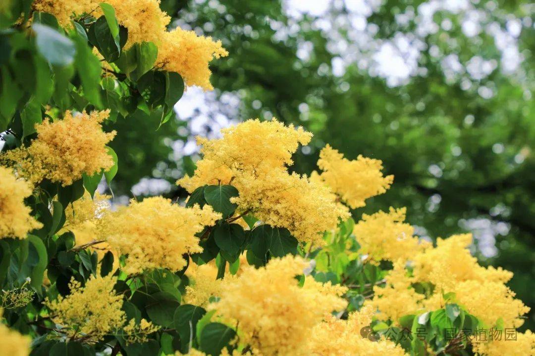 金落枝头 香飘初夏——金园丁香