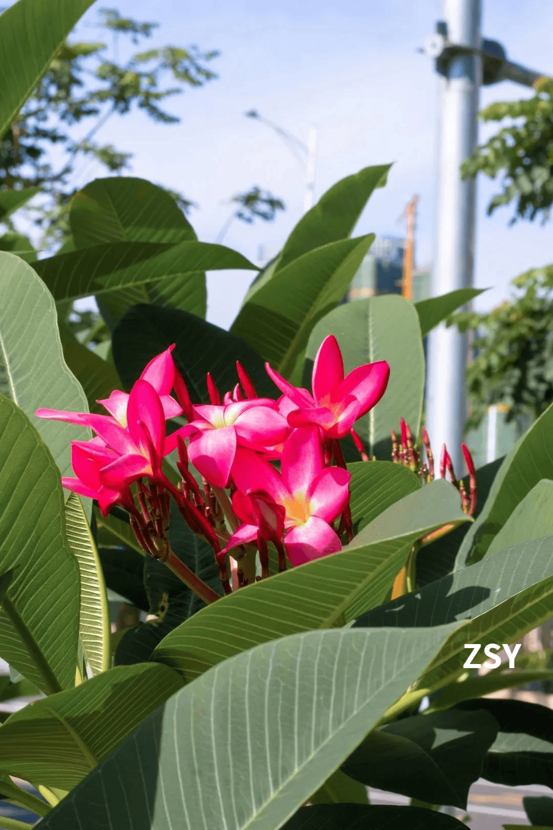 热情四溢白花如仙子轻盈飘逸它有许多种颜色这便是鸡蛋花好似蛋清轻拥