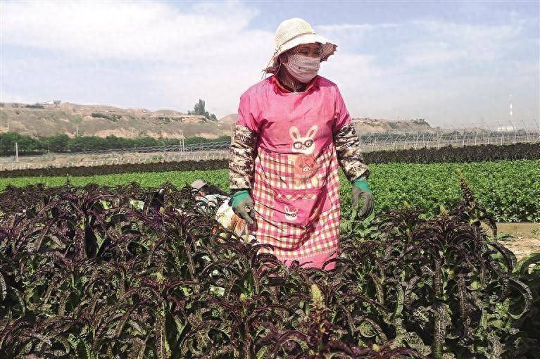 无垠的大片蔬菜翠绿夺目,芹菜,小香葱,娃娃菜,西蓝花,散花等错落有致