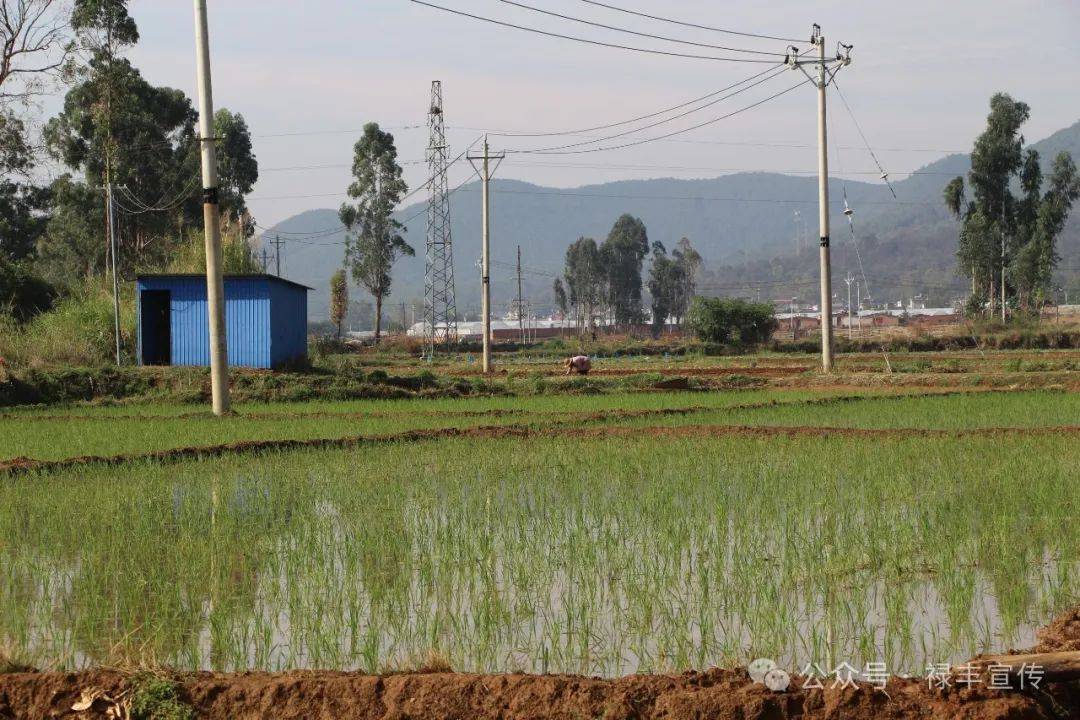 禄丰市碧城镇:千里沃野逐春光 群众田间栽秧忙