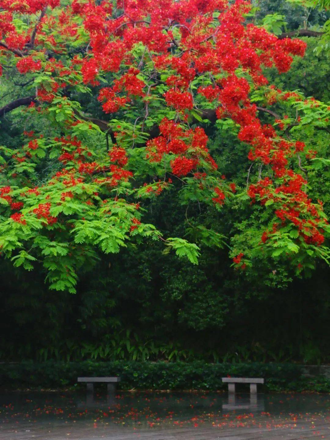 广州绿化花种类图片