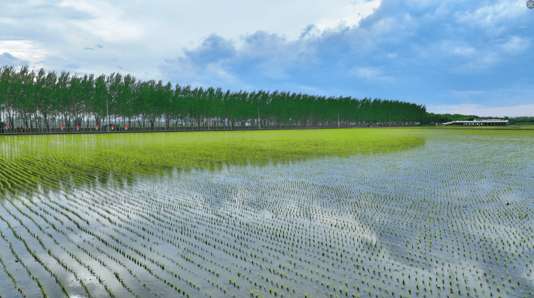 江川农场举办"建功北大荒 奋进新征程"插秧劳动竞赛表彰仪式