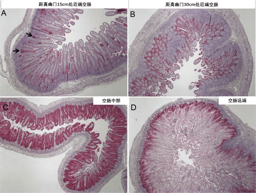 组织化学检测到pedv病原阳性细胞在近端,中部和远端空肠的分布情况