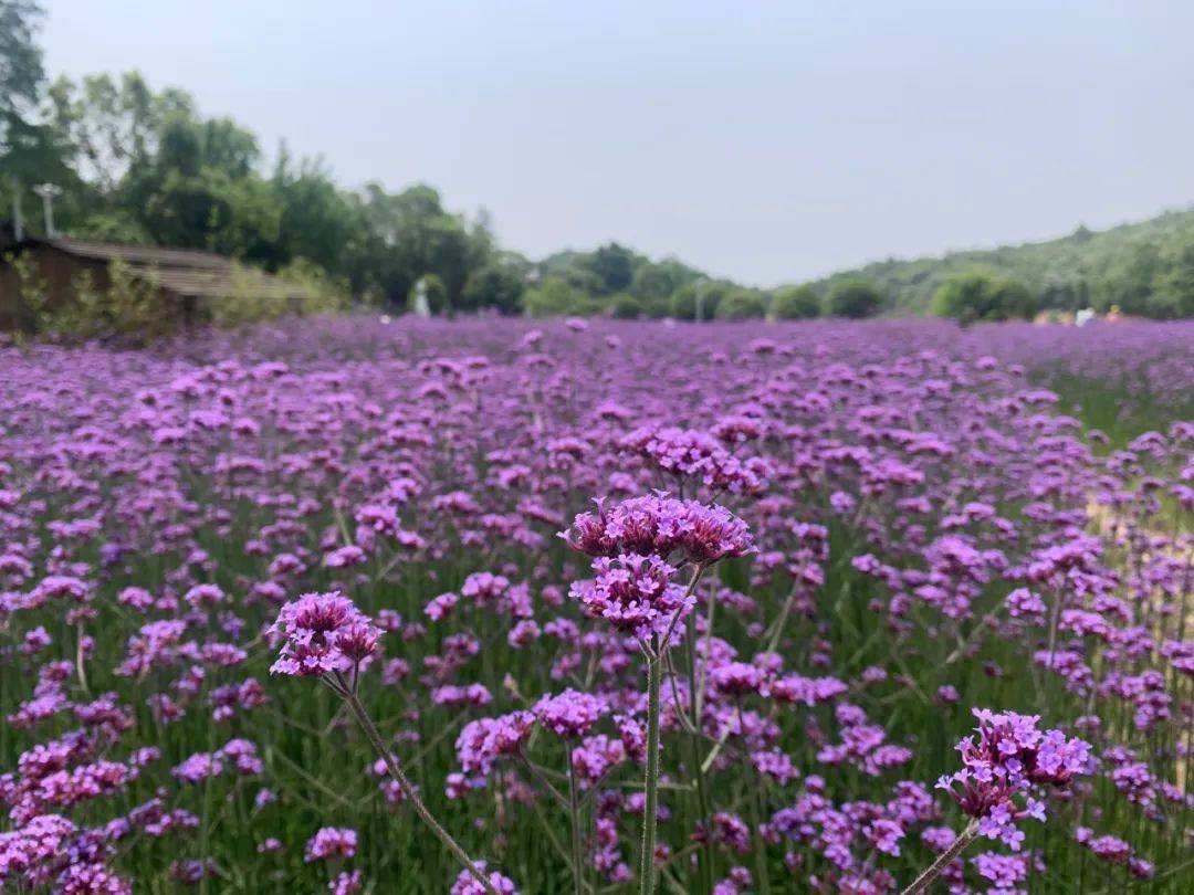 冶父山下的紫色马鞭草花海,美得像童话!