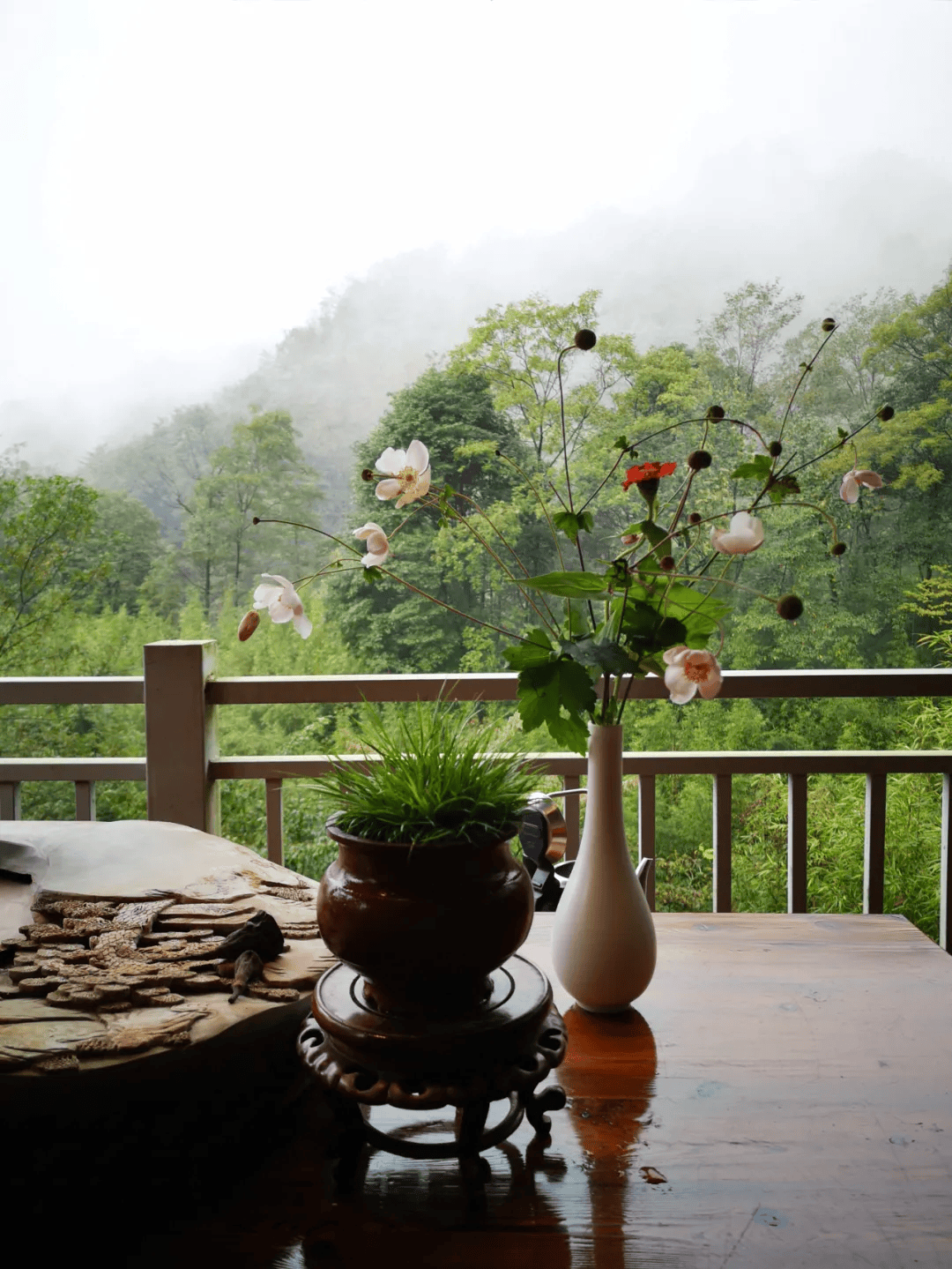 植一盆菖蒲,生几段闲情