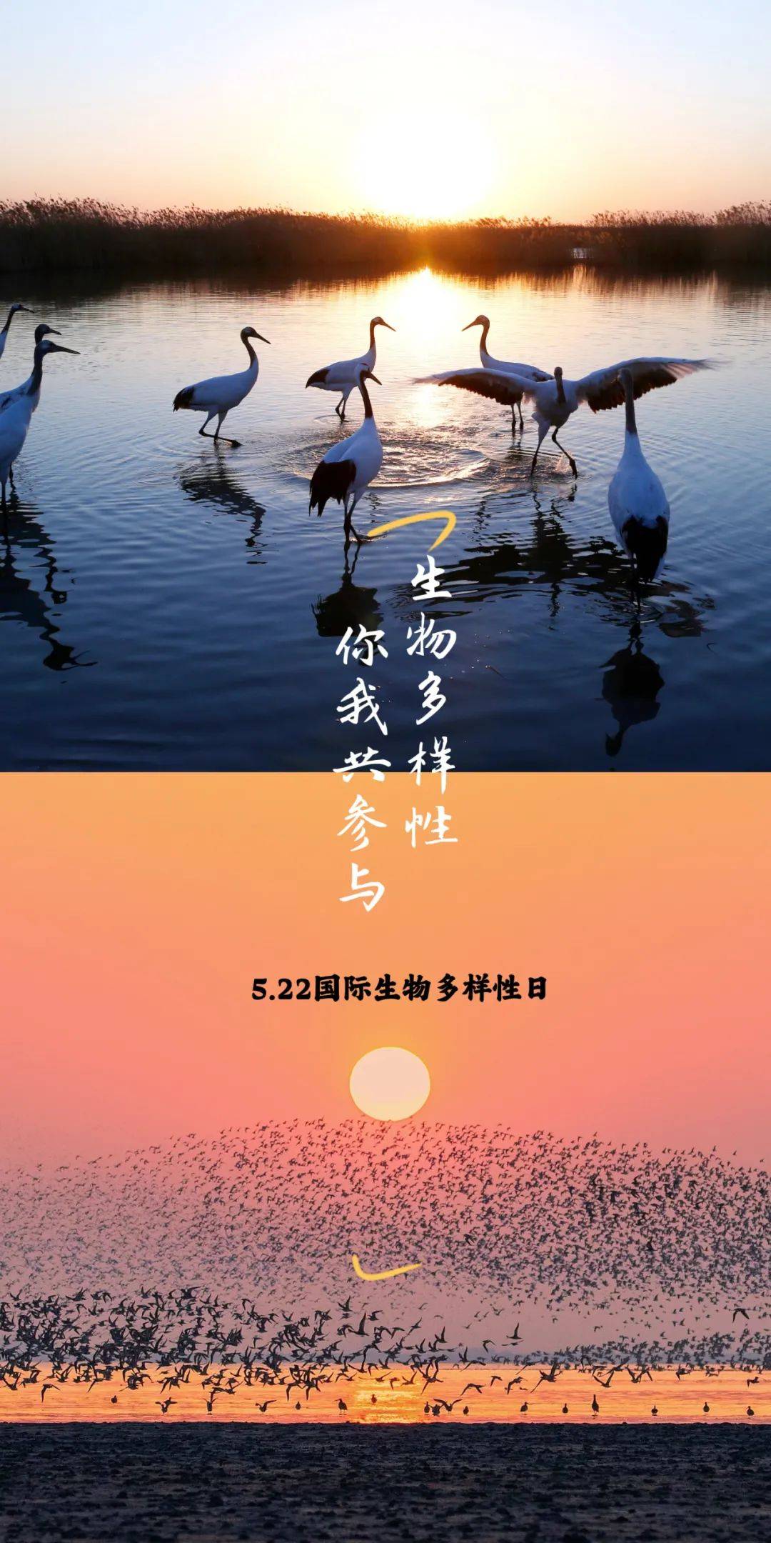 海报 | 生物多样性 你我共参与