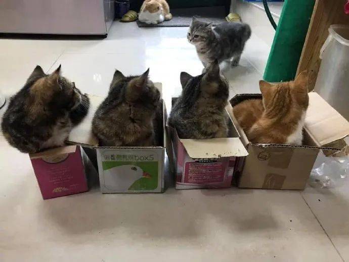 给猫们放了4个箱子，瞬间就整齐划一，太搞笑