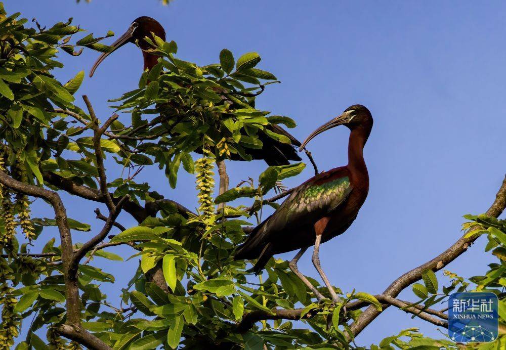 成都彩鹮观测数量创新高