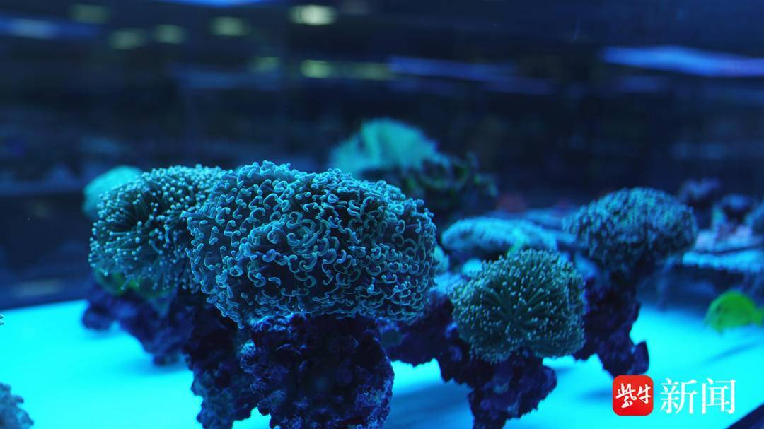 百种热带珊瑚在这里繁育成功 如皋小镇上深藏一片"海底世界"