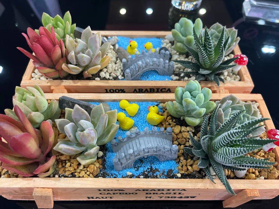 员工生日会 | 欢乐时光,多肉微景观diy添彩