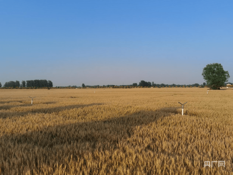 风吹麦浪黄 "中原粮仓"夏粮陆续颗粒归仓