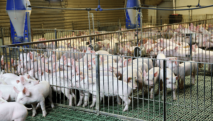 生猪产能达1亿头,牧原已成名副其实的宇宙第一养殖工厂