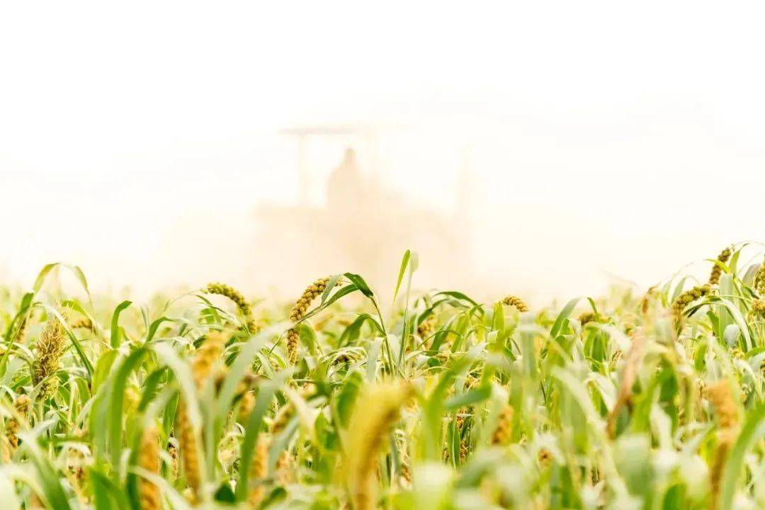 和秦国所在的关中平原,种植谷子和糜子这两种小米并不需要人工灌溉,仅