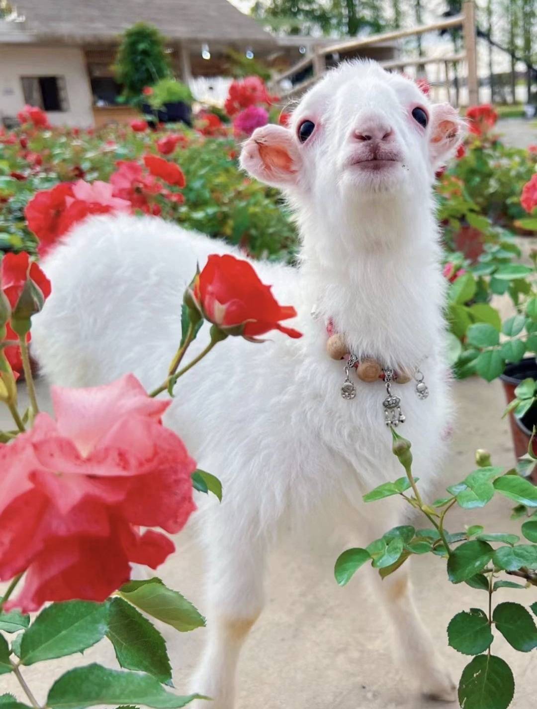 面前少有的几次展现内心柔软的一面,大多跟一只名叫"晴天"的小羊有关