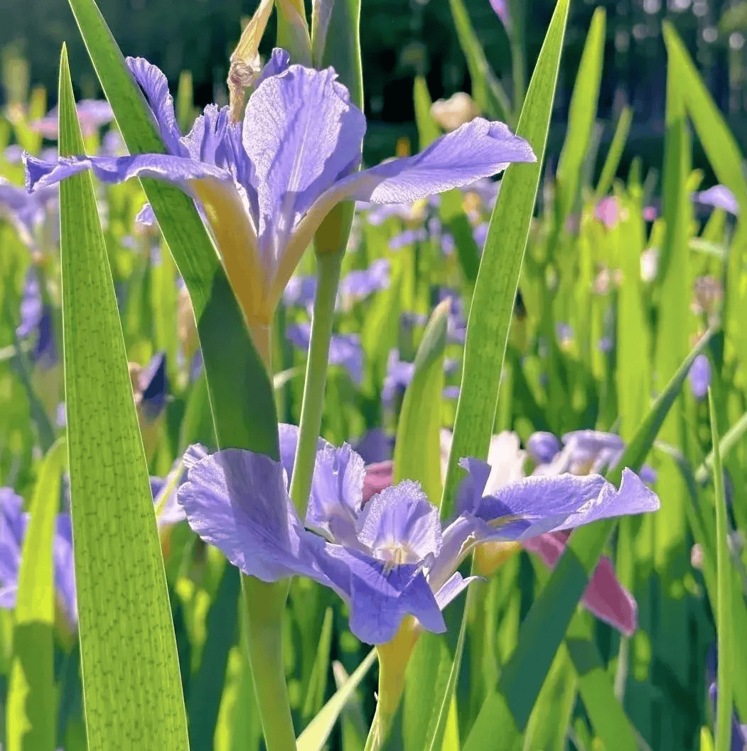 邂逅紫色浪漫,打卡五月申城的"绝绝紫",这些花海等你去欣赏→_薰衣草_