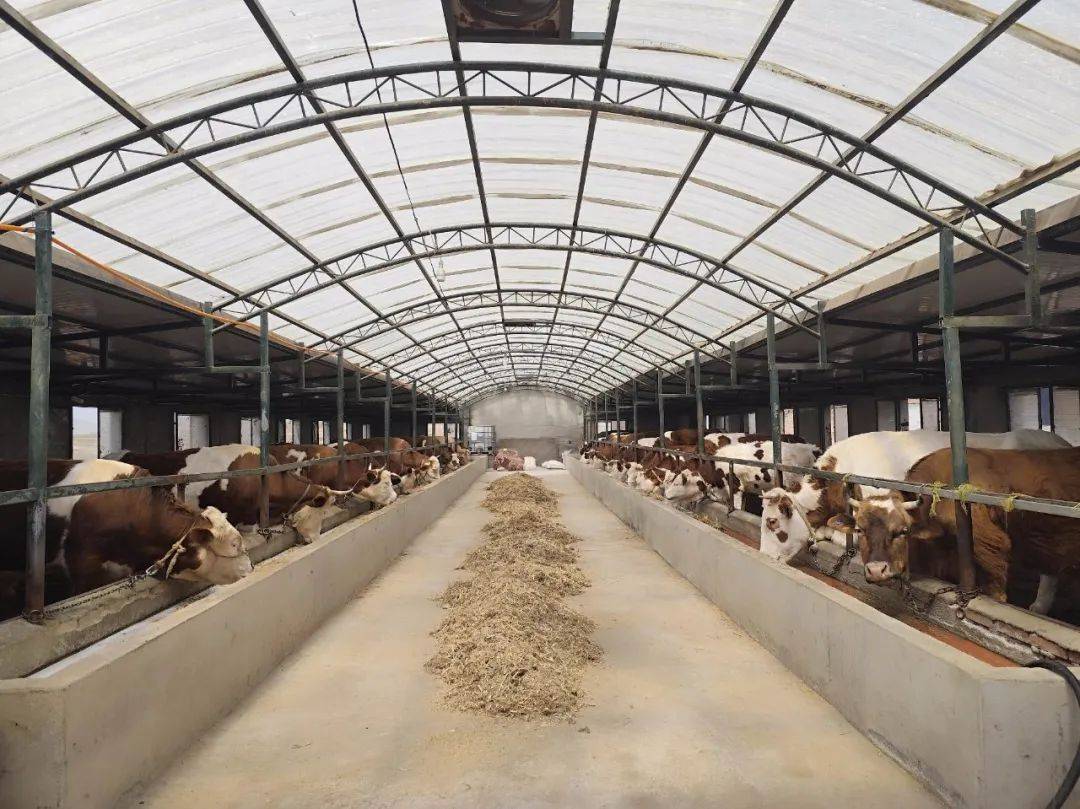 临潭:牛产业蹚出增收"牛"路子