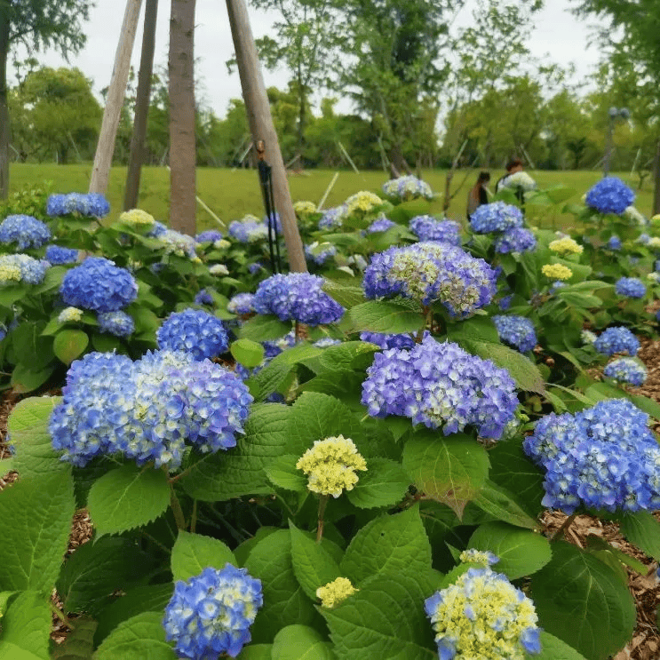 时值"2024上海薰衣草节"活动期间,在上海薰衣草公园,百亩薰衣草已悄然