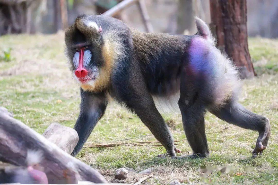 惊艳!动物们的时装大秀