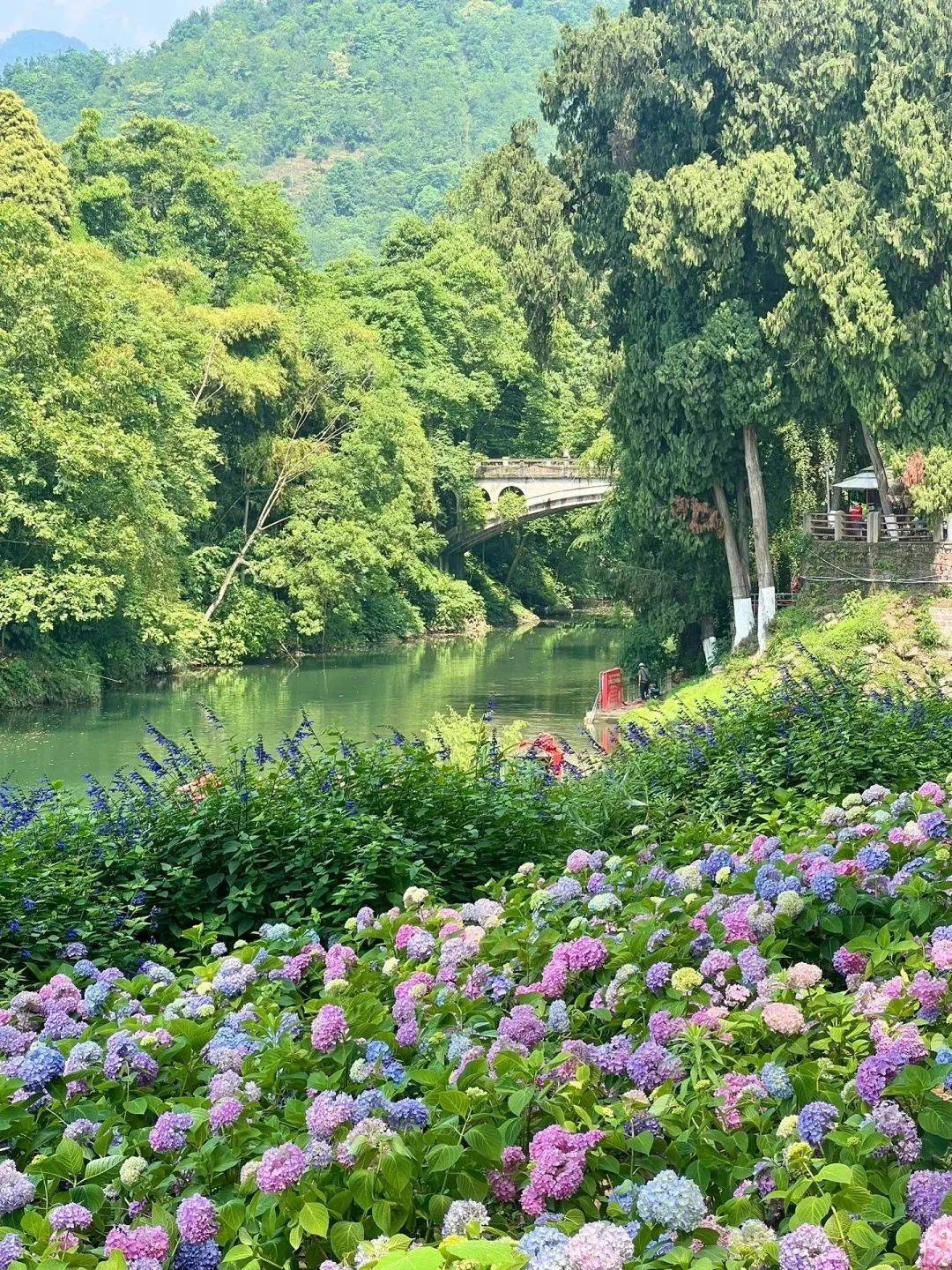 龙川四都花海图片