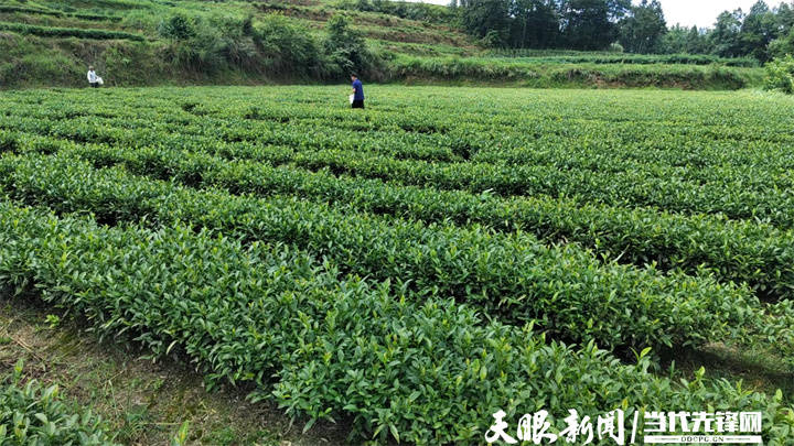 【高质量发展蹲点采访】正安县中观镇:双轨运行 推动茶产业高质量发展