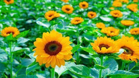 普者黑这片向日葵花海入园免费!速来打卡!
