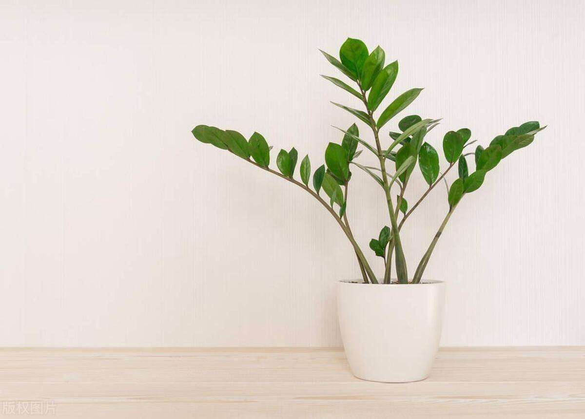 3种"招财花"寓意福多财旺,养了给事业带来好运,财运亨通