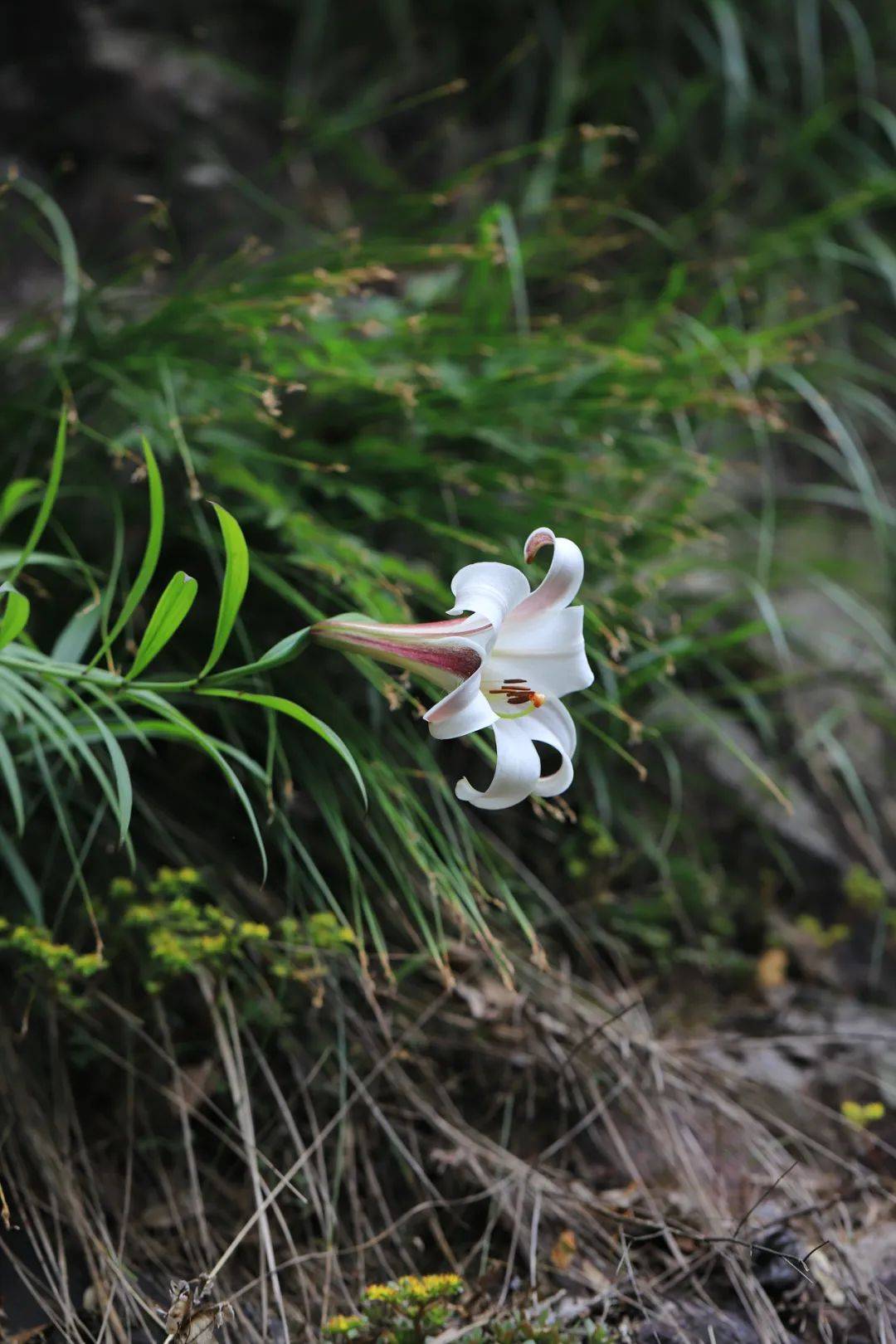 重访绝壁仙子野百合