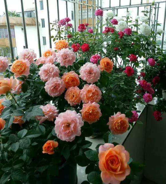 才会冒出更多的花苞来,才能迎接下一次的花期,小雅露台上的好几盆月季