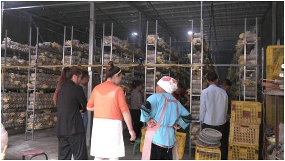 云南广南:稳步推进"庭院 鸡油菌"产业发展