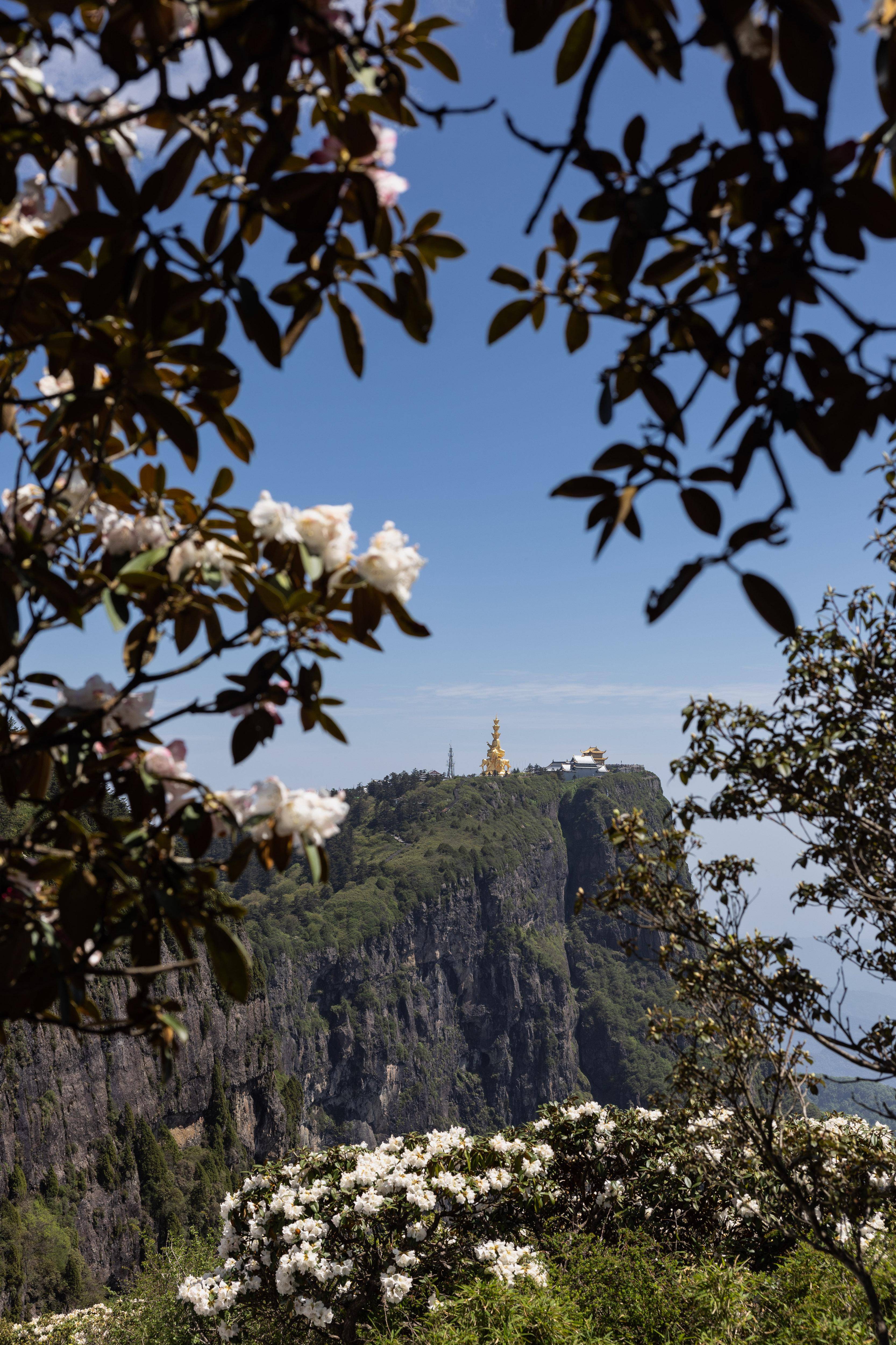 峨眉山金顶杜鹃花图片