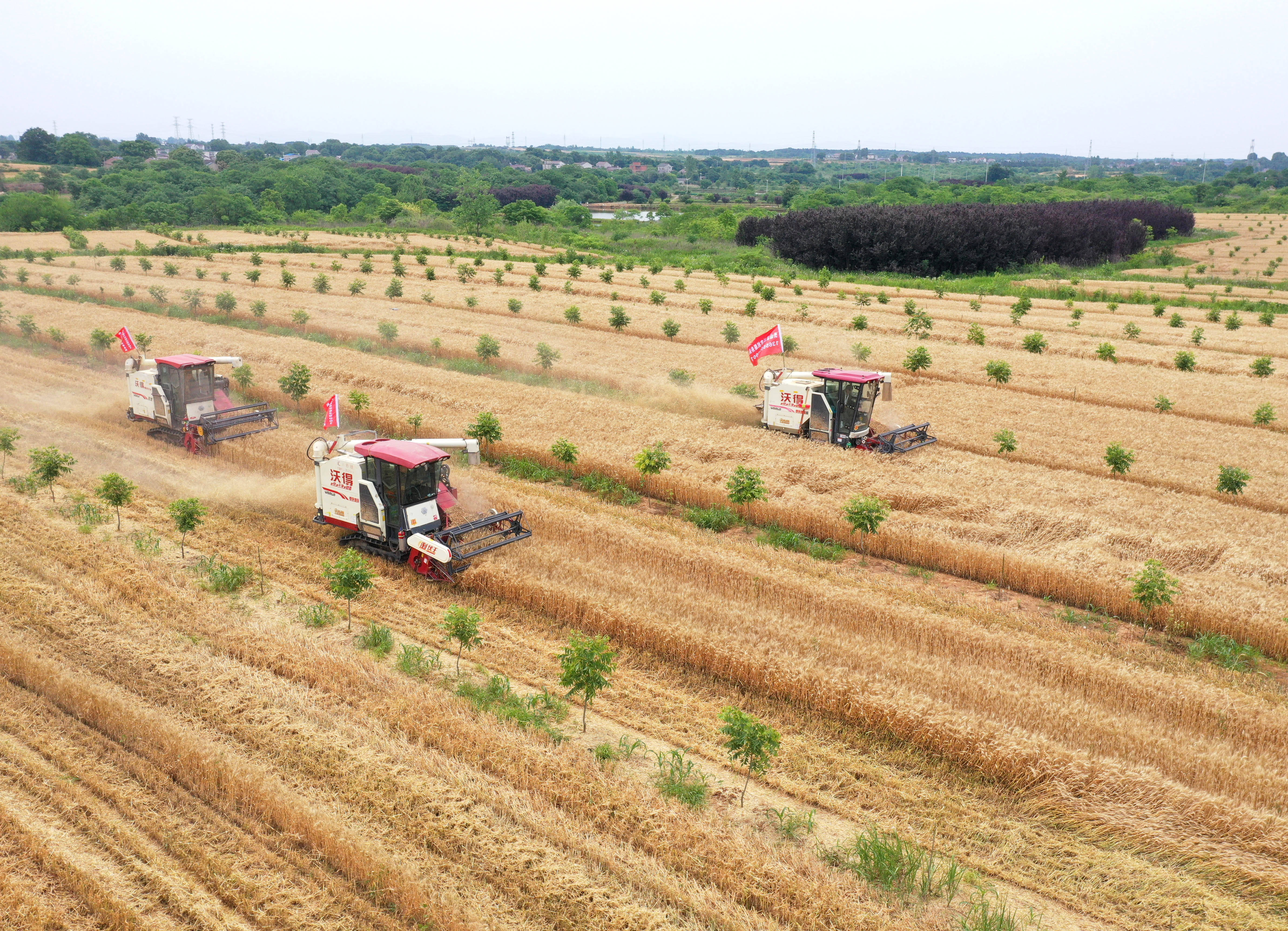 全国"三夏"大规模小麦机收全面展开