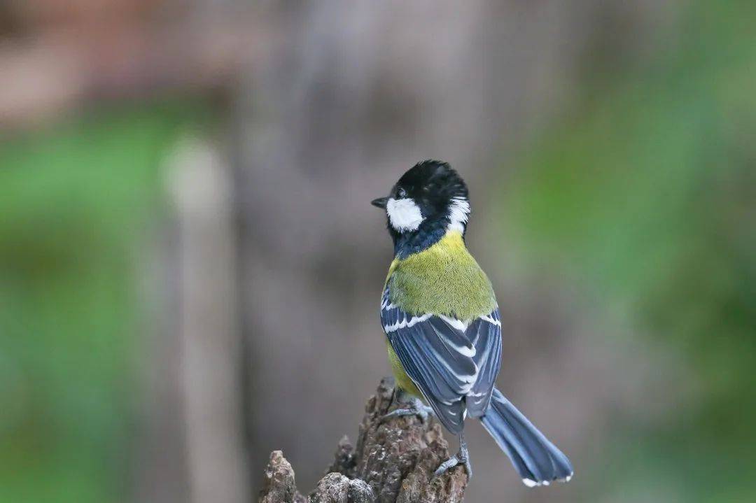 【与鸟邂逅（31）】绿背山雀：大山里的“绿袍”小卫士