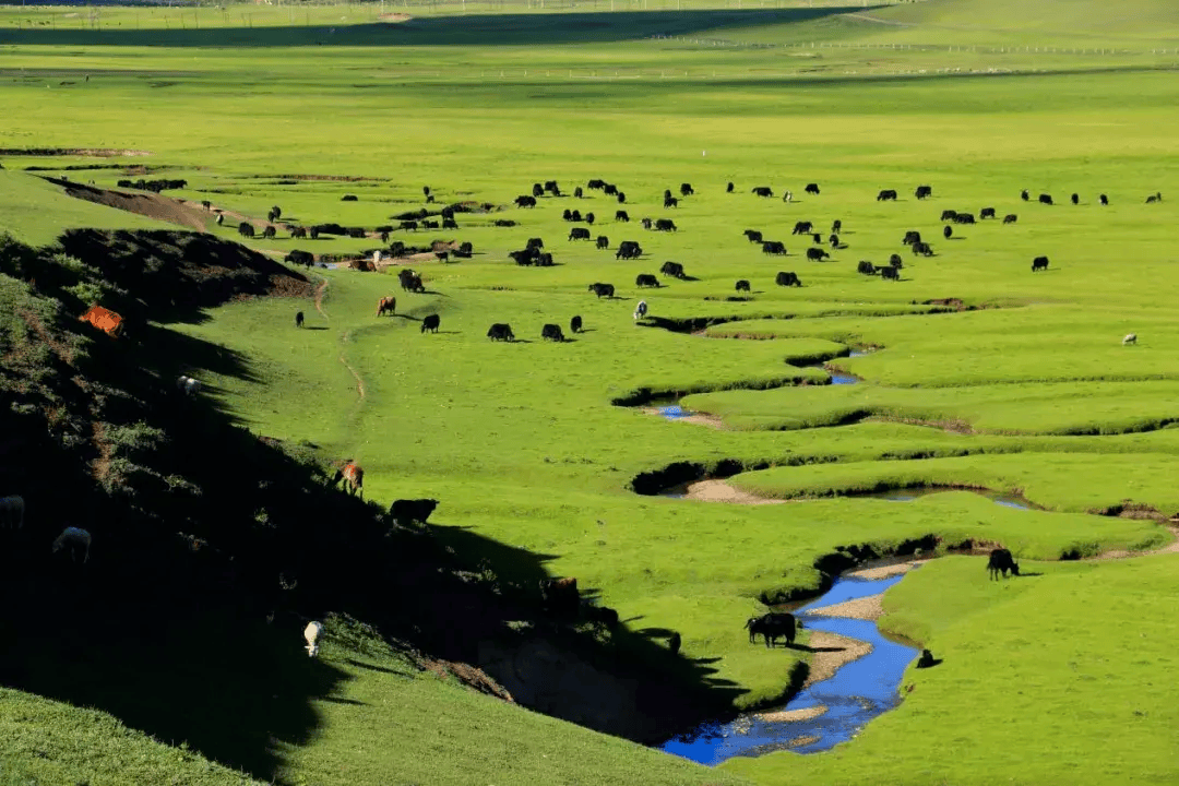 用《我的阿勒泰》的方式打开甘肃!_草原_甘南_森林