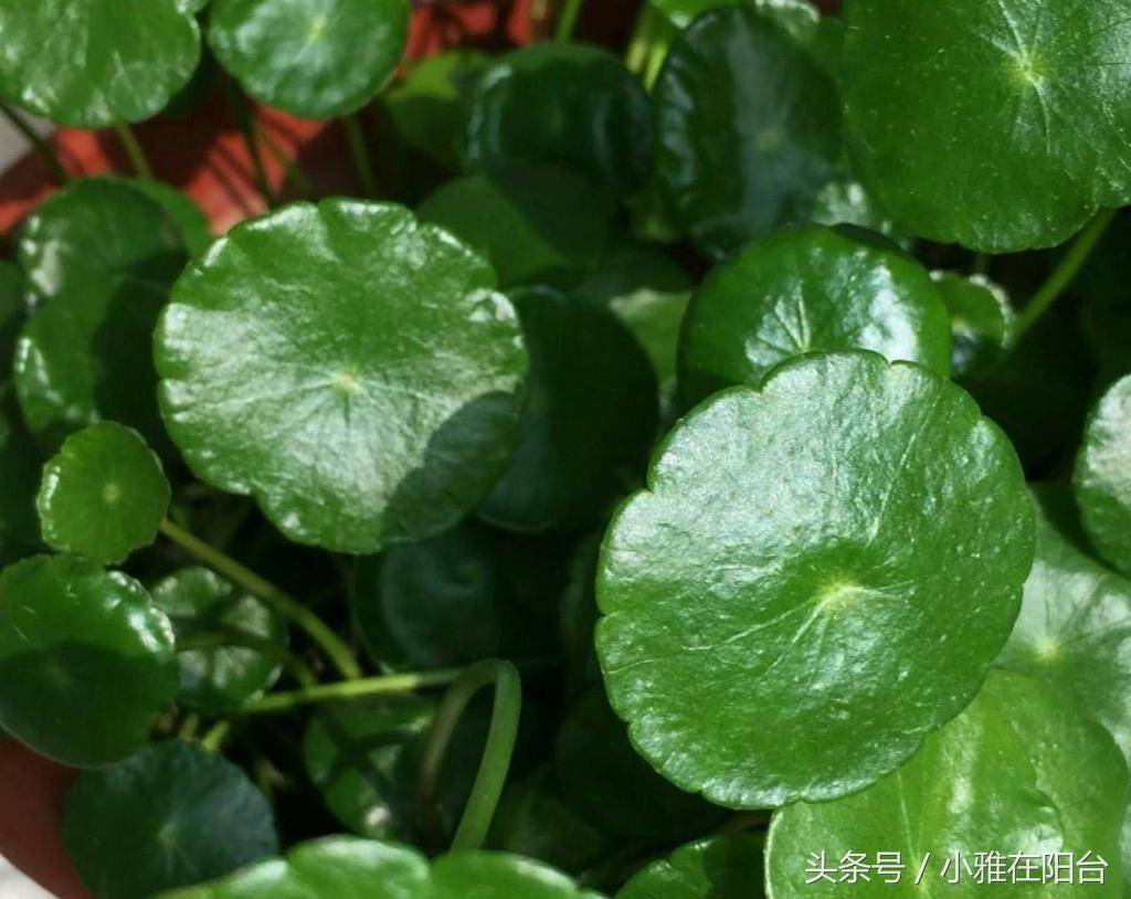 朋友送了一根铜钱草,居然就这样养爆盆了,方法好简单!