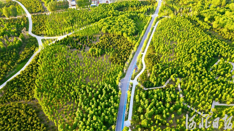 雄安"千年秀林"→_新区_赵永辉_日报