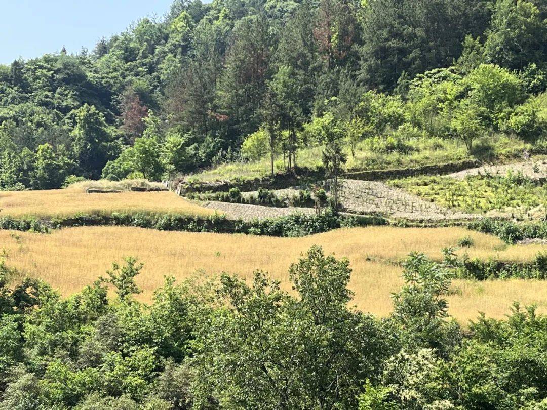 双丰镇:风吹麦浪穗飘香