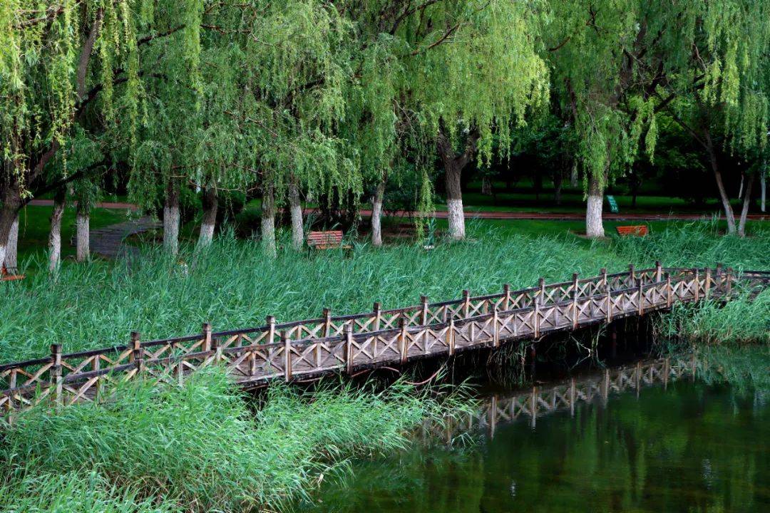 夏日雨后,金川公园美景清凉上新
