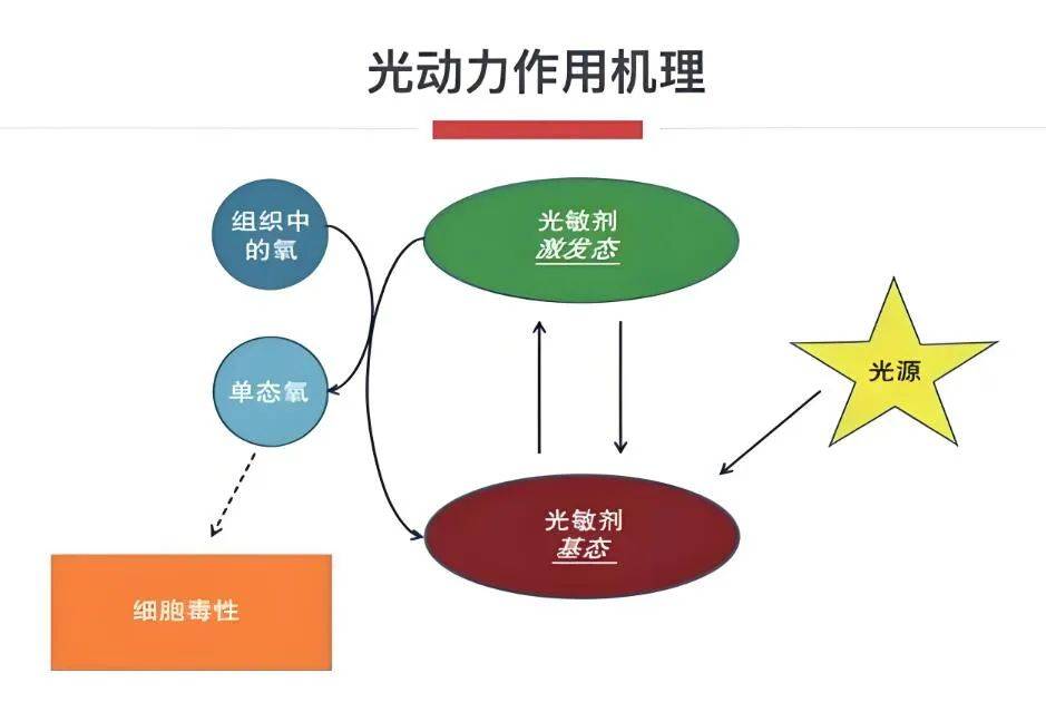 【光动力】还您健康的“一束光”_治疗_病变_患者