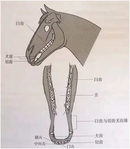 马的牙齿判断年龄图片图片