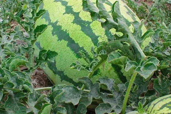 控旺7大招一次性全告诉你!