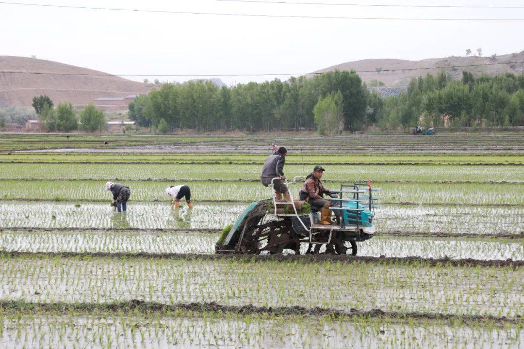 一株株秧苗从秧盘上次第滑落,整齐地插进肥沃的水田,一片片新绿蔓延