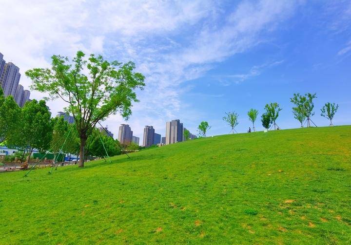 济南黄河生态草坪基地图片