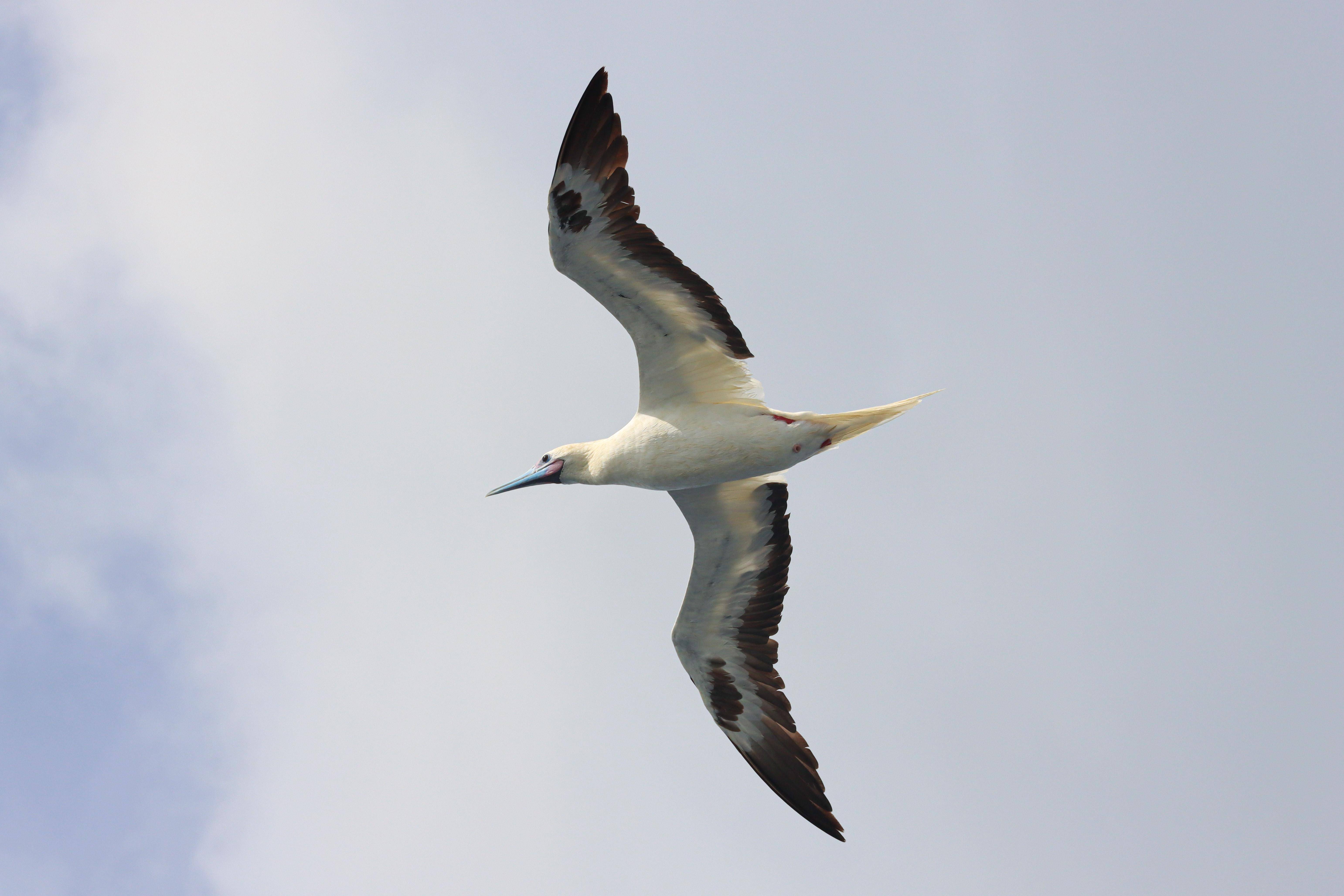 飞鱼"猎手" 南海逐浪