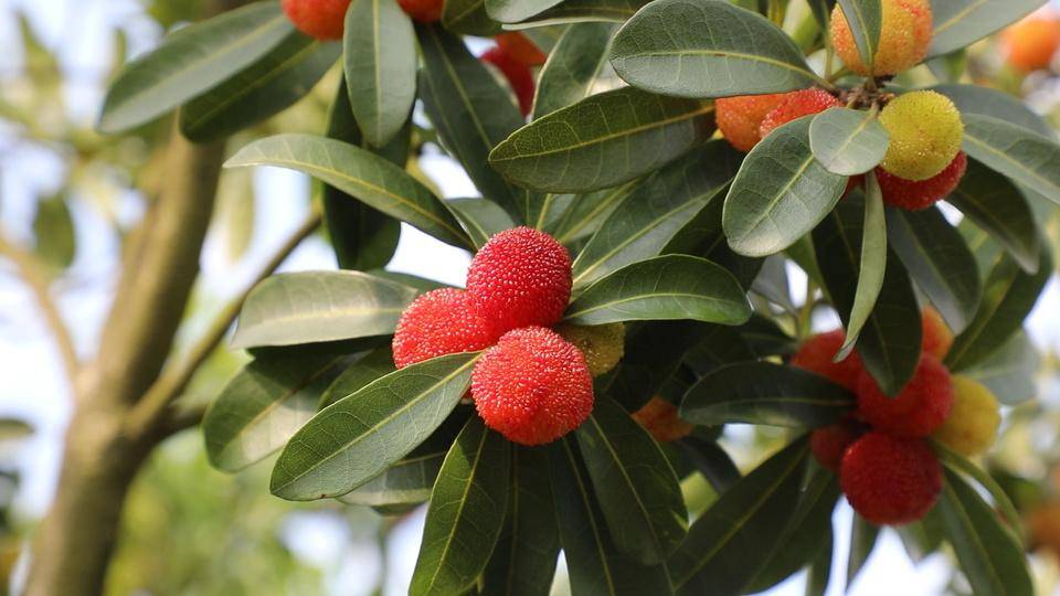 道县:本地早熟杨梅新鲜上市