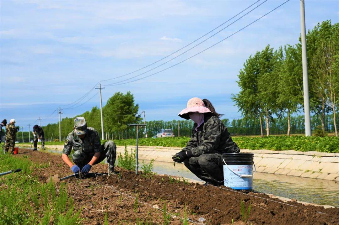 江川农场开展"绿美江川"建设暨"党员110"义务劳动