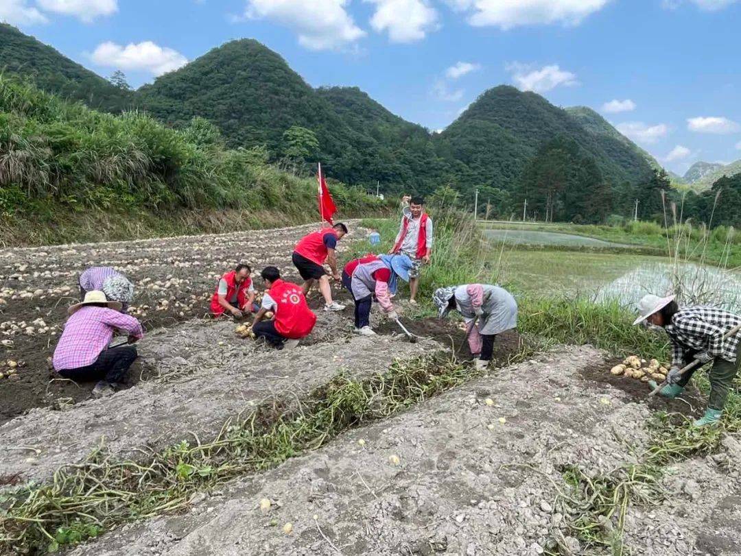 "小土豆"迎来大丰收! 荔波这个村增收致富有"薯"光
