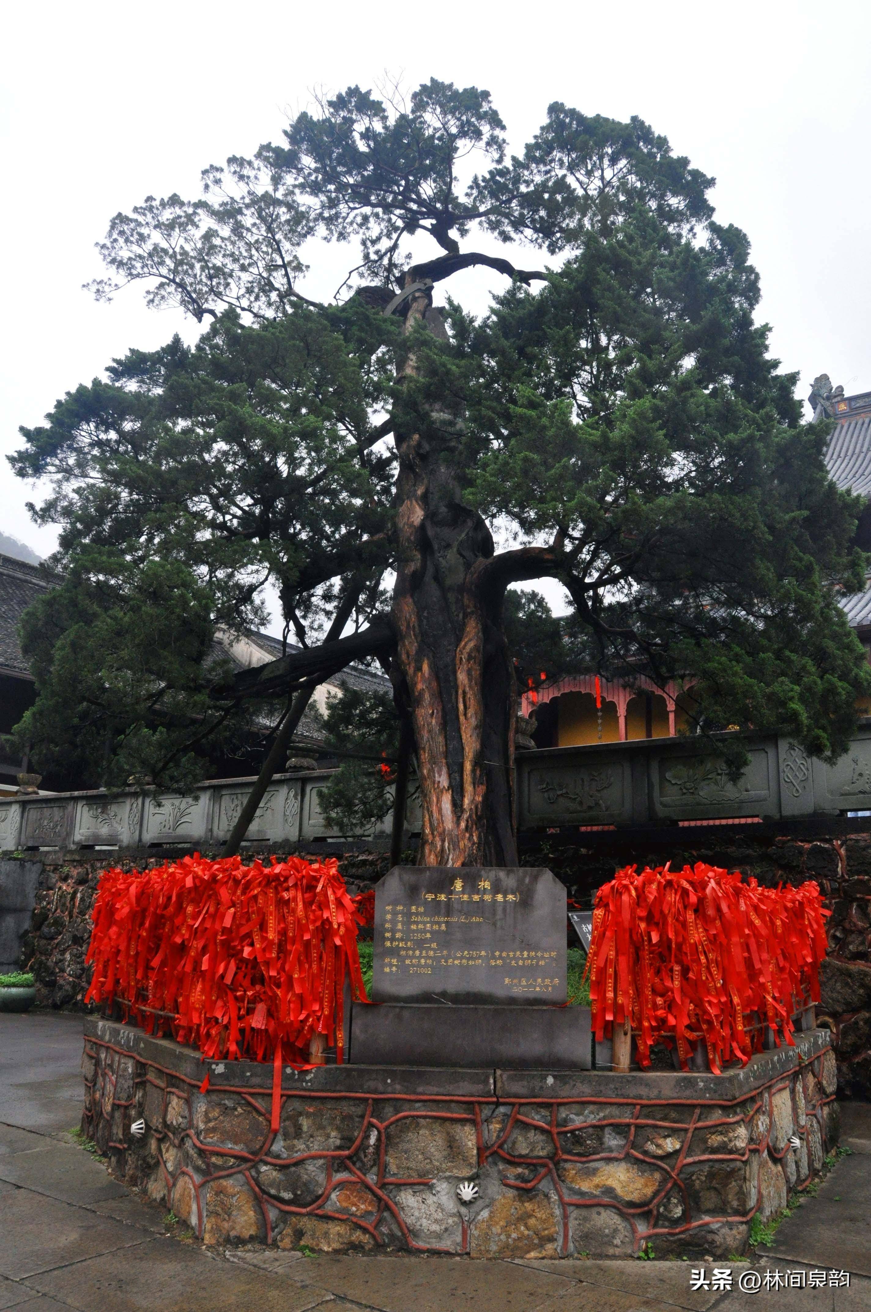 天童寺"群山峰抱一寺,一寺镇群山峰",美丽传说流传了1700多年